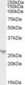 PSME2 Antibody (C-Terminus)